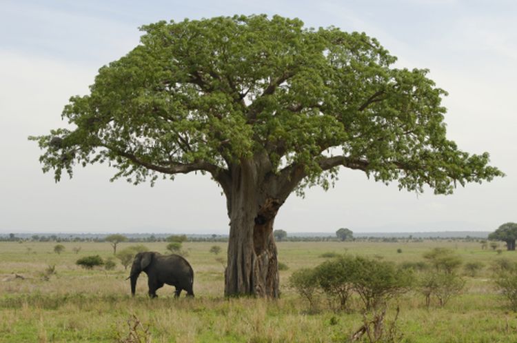 Elephant and Baobab in Tarangire National Park, Tanzania
