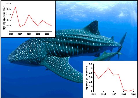 Whale Shark Population Time Series