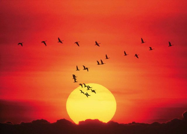 Geese at Sunset © NRCS